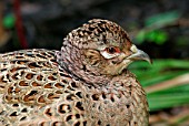 HEN PHEASANT (PHASIANUS COLCHICUS)