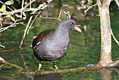 MOORHEN (GALLINULA CHLOROPUS)