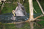 COOT (FULICA ATRA) DIVING