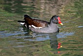 MOORHEN (GALLENULA CHLOROPUS)