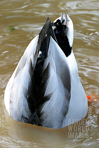 MALLARD_ANAS_PLATYRHYNCHOS_DRAKE_DIVING