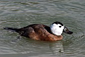 WHITE HEADED DUCK (OXYURA LEUCOCEPHALA) DRAKE SWIMMING