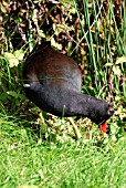 MOORHEN (GALLINULA CHLOROPUS) LOOKING FOR FOOD