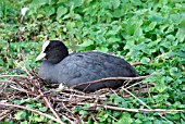 COOT (FULICA ATRA) 0N NEST