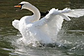 MUTE SWAN (CYGNUS OLOR) ATTACKING