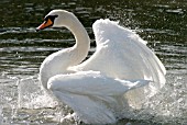 MUTE SWAN (CYGNUS OLOR) BEATING WINGS