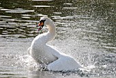 MUTE SWAN (CYGNUS OLOR) ATTACKING