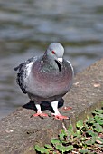 FERAL PIGEONS