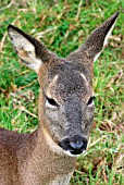 ROE DEER (CAPREOLUS CAPREOLUS)