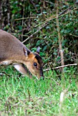 MUNTJAC DEER (MUNTIACUS REEVESI) DOE GRAZING