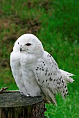 SNOWY OWL (NYCTEA SCANDIACA) ON PERCH