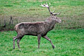 RED DEER (CERVUS ELAPHUS) STAG WALKING