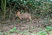 MUNTJAC DEER (MUNTIACUS REEVESI) BUCK