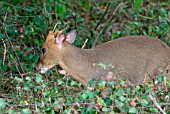 MUNTJAC DEER (MUNTIACUS REEVESI) BUCK