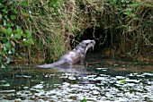 OTTER (LUTRA LUTRA) APPROACHING HOLT