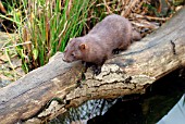 MINK (MUSTELA VISON) ON TREE TRUNK