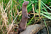 MINK (MUSTELA VISON) ON HIND LEGS