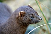 MINK (MUSTELA VISON) HEAD