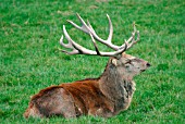 RED DEER (CERVUS ELAPHUS) STAG AT REST