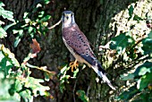 KESTREL (FALCO TINNUNCULUS) PERCHED ON OAK TREE