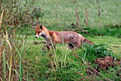 RED FOX (VULPES VULPES) HUNTING IN HEDGEROW