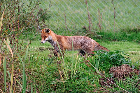 RED_FOX_VULPES_VULPES_HUNTING_IN_HEDGEROW
