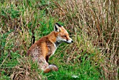 RED FOX (VULPES VULPES)