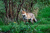 RED FOX (VULPES VULPES)