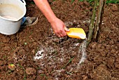 APPLY LIME USING A SMALL SCOOP AVOIDING PLANT