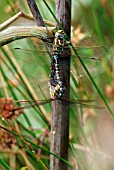 SOUTHERN HAWKER PAIR MATING