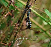 SOUTHERN HAWKER PAIR MATING