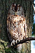 TAWNY OWL (STRIX ALUCO) ON BRANCH