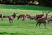 RED DEER (CERVUS ELAPHUS)