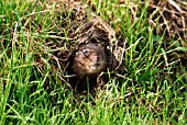 WATER VOLE (ARVICOLA TERRESTRIS) LOOKING OUT OF BURR