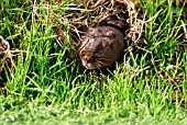 WATER VOLE (ARVICOLA TERRESTRIS) LOOKING OUT OF BURR
