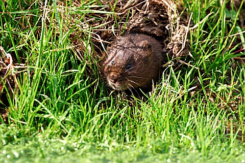 WATER_VOLE_ARVICOLA_TERRESTRIS_LOOKING_OUT_OF_BURR