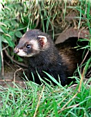 POLECAT (MUSTELLA PUTORIUS)COMING OUT OF DRAINPIPE