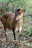 MUNTJAC DEER (MUNTIACIACUS) DOE