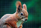 RED SQUIRREL (SCIURIS)