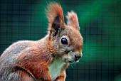 RED SQUIRREL (SCIURIS)