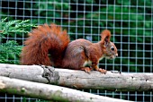 RED SQUIRREL (SCIURIS)