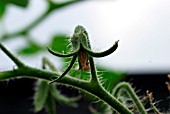 DRY SET ON TOMATO