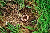SLOW WORM CURLED UP