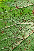 BEAN RUST