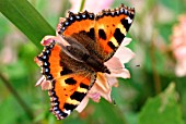 SMALL TORTOISHELL ON DAHLIA