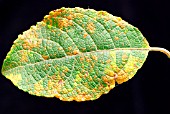 WILLOW RUST ON LEAF