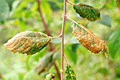 WILLOW RUST ON LEAF