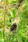 PEACOCK CATERPILLAR ON WEB IN NETTLES