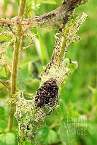 PEACOCK_CATERPILLAR_ON_WEB_IN_NETTLES