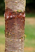 GREASE BAND AROUND FRUIT TREE TRUNK